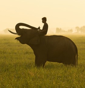 For many Australians, the elephant of irrationality is in charge of their retirement. Photo: Getty