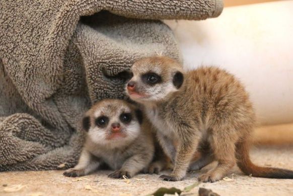 The pups are very confident and adventurous, according to the zookeepers. Photo: Supplied
