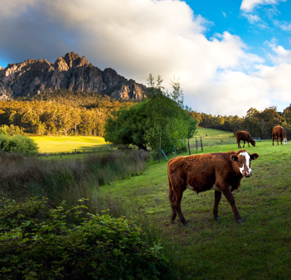 Tasmania farm. Photo: Getty