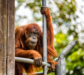 Puan Sumatran orangutan Perth Zoo