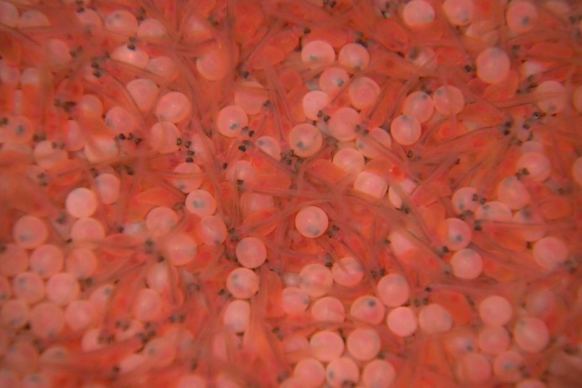 Salmon eggs