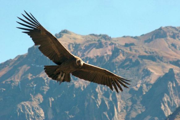condor