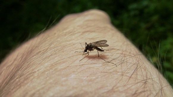 mosquito on hand