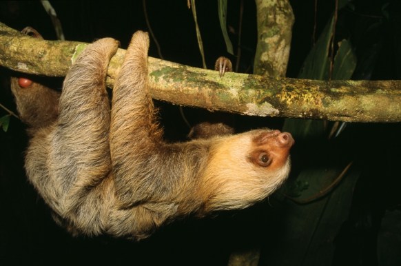 Sloth