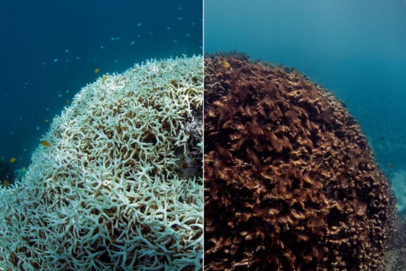 Reef damage Hanson