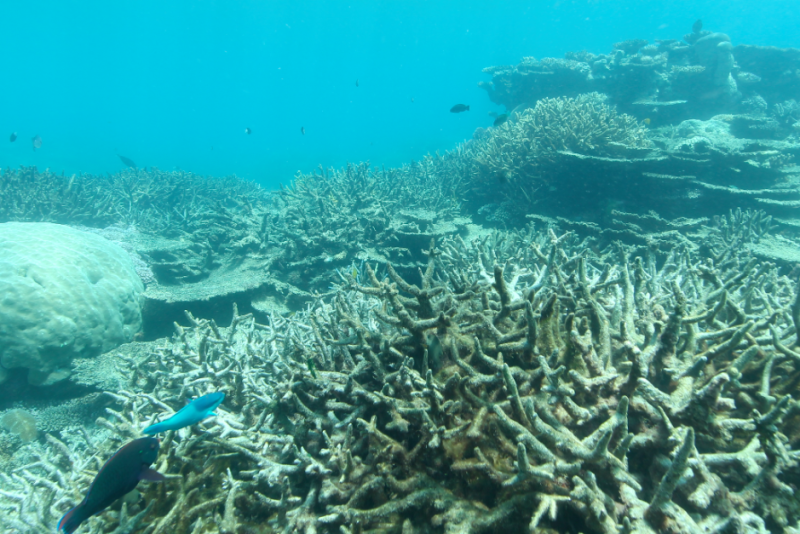 Pauline Hanson Reef visit
