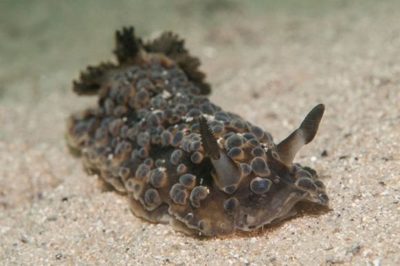 Dendrodoris gunnamatta
