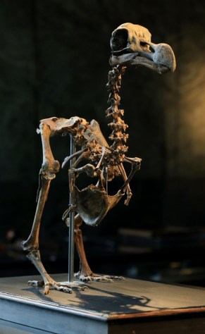 dodo skeleton