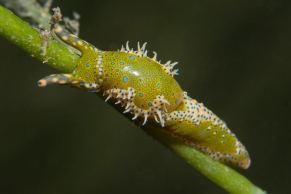 Green Oxynoe