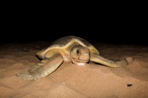 Mon Repos turtle