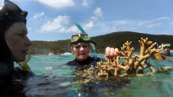 Pauline Hanson in trouble for handling coral