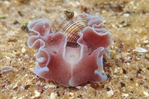 Rose-petal bubble shell sea slug