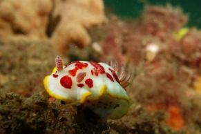 Splendid chromodorid sea slug
