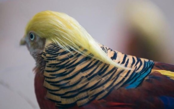 Trump bird