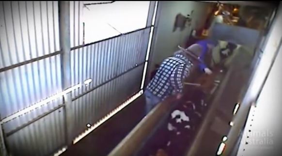 Riverside meats investigation