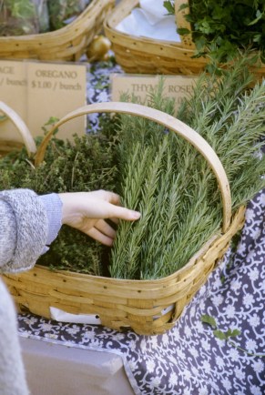 rosemary