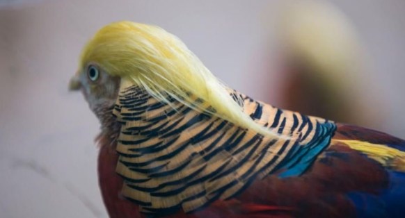 trump bird