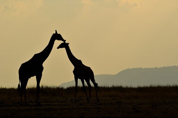 giraffe extinction