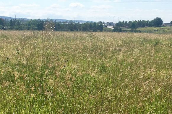 Professor Paul Beggs from Macquarie University says climate change is making plants flower earlier.
