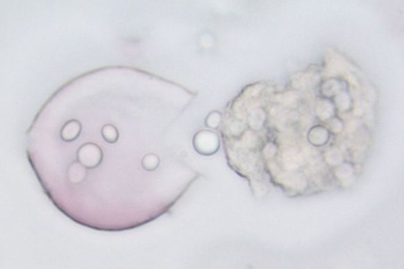 pollen grain bursting