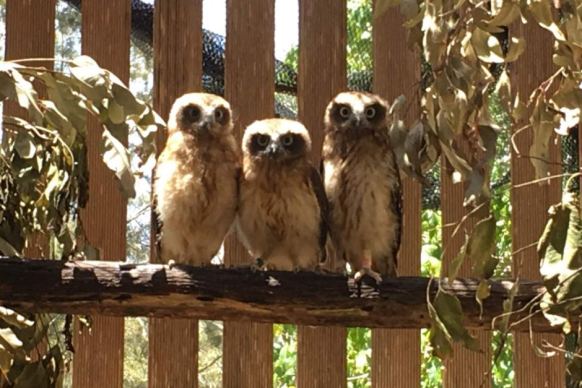Southern boobook owls