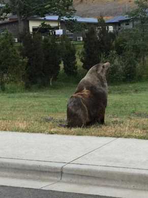 Seal goes on rampage in Tasmania
