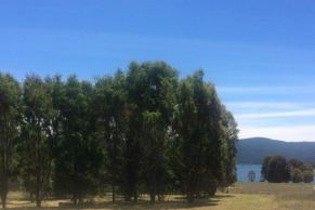 The koala was last seen in this group of trees, which were planted as part of a revegetation program along the Blowering Dam foreshore.