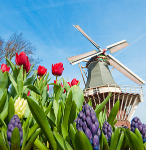 tulips netherlands holland