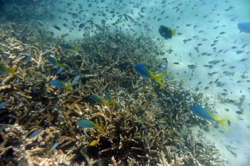 reef