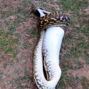 python wallaby queensland