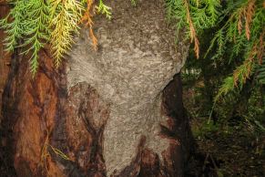 European wasp nest