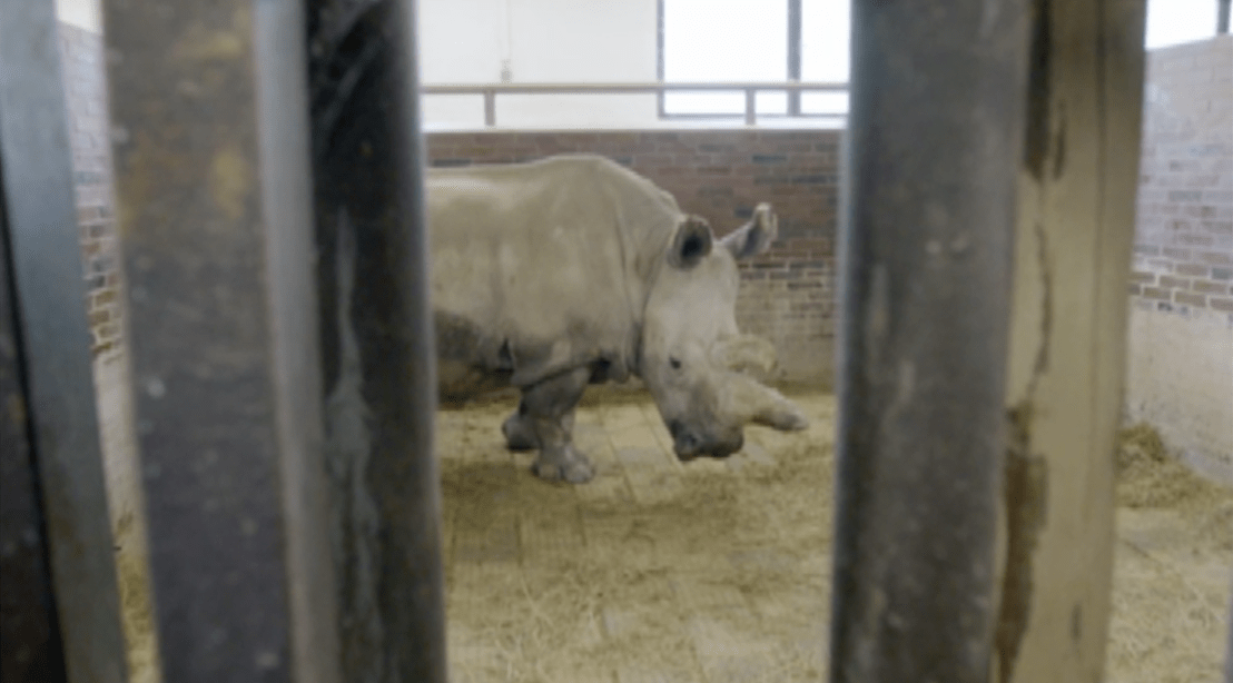 Nabire the white rhino was one of the last remaining of her kind. Photo: BBC