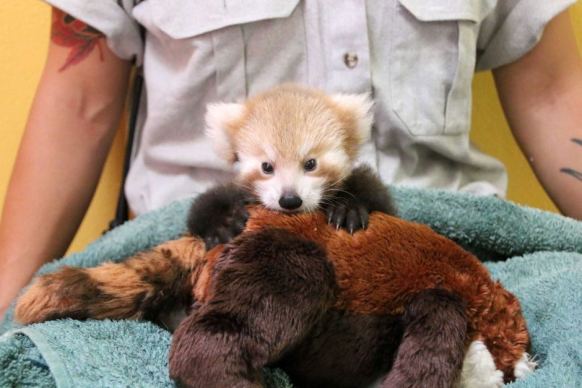 Red Panda's soft toy friend