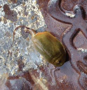 shield shrimp