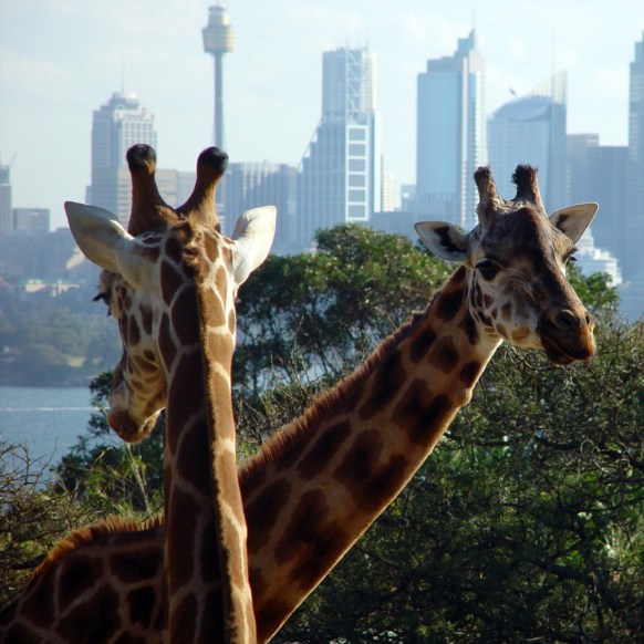 Australia's Taronga Zoo in Sydney is bound by strict standards on animal welfare. Photo: Getty