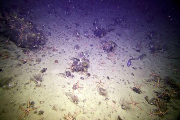 Brittle Star in Antarctica
