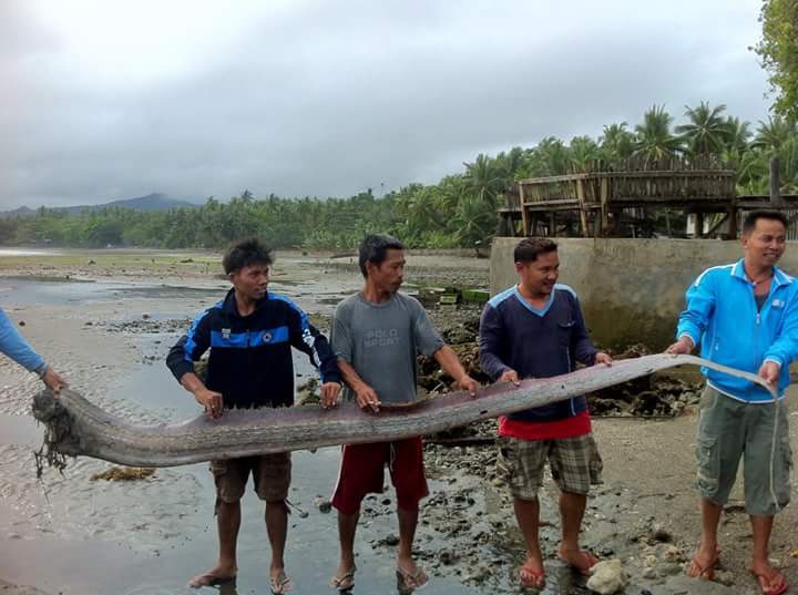 oarfish