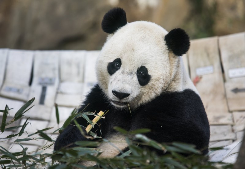 Bao Bao grew up in public being live streamed at the Smithsonian. Photo: EPA