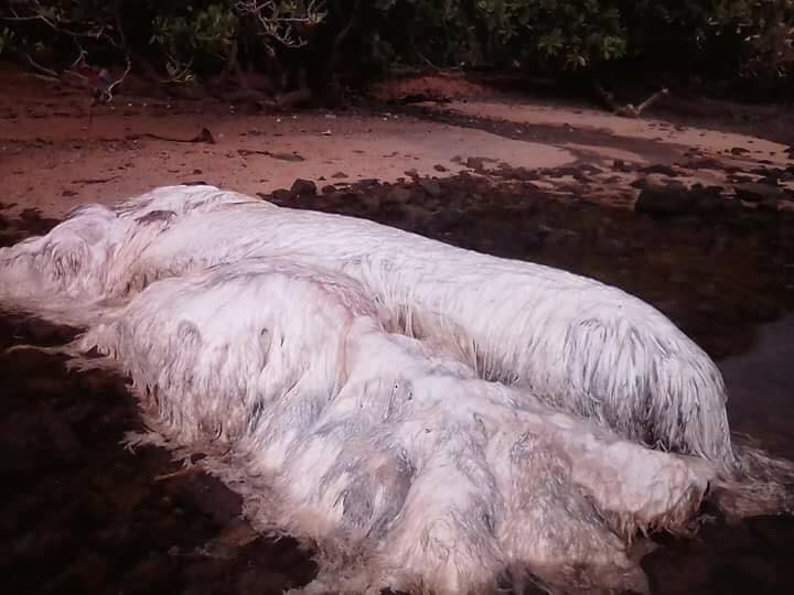 sea creature