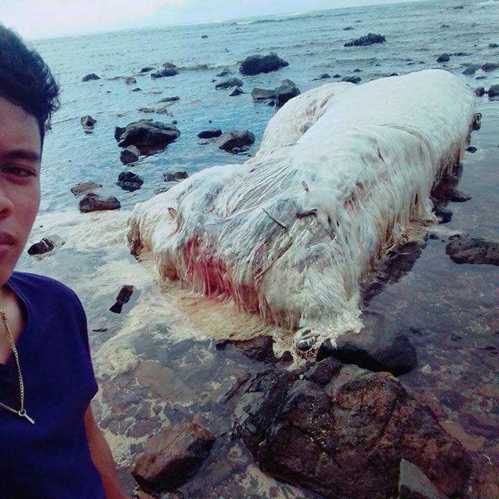 sea creature