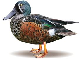 blue winged shoveler