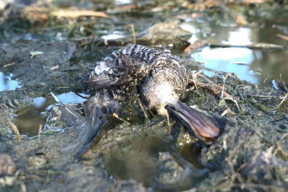 dead duck left by hunters