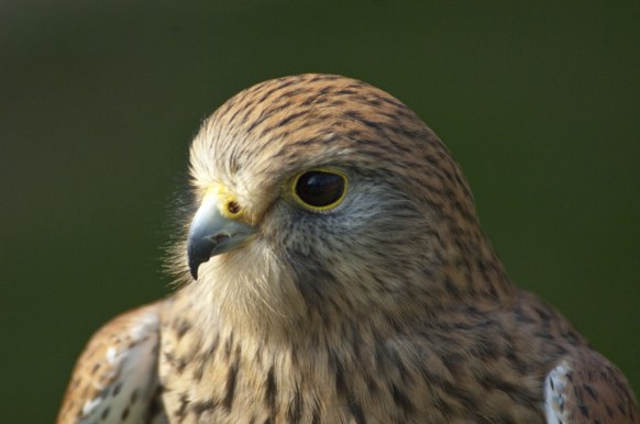 kestrel