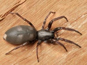 white-tailed spider