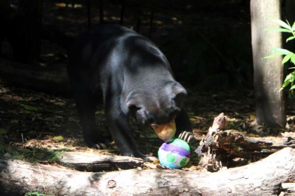 Sun bear