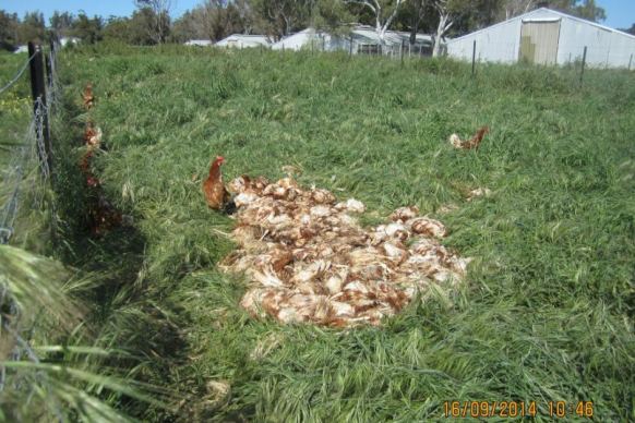 Dead chickens at a farm in Carabooda