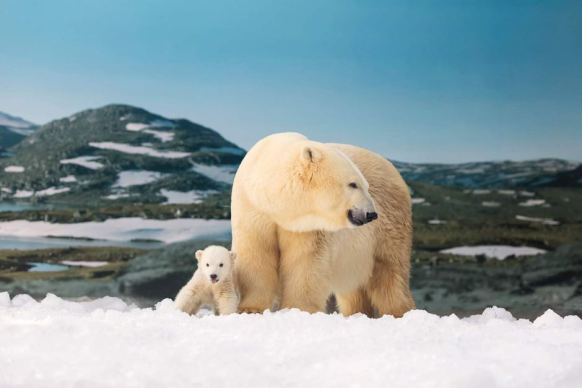Polar bear cub with her mother Liya at Sea World