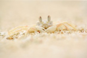 Ghost crabs are crushed and killed by cars that drive along the sand