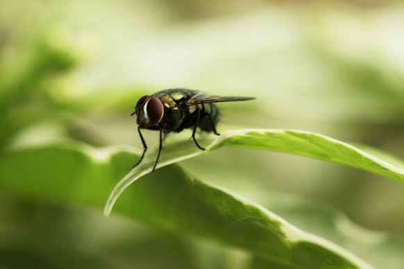 Flies