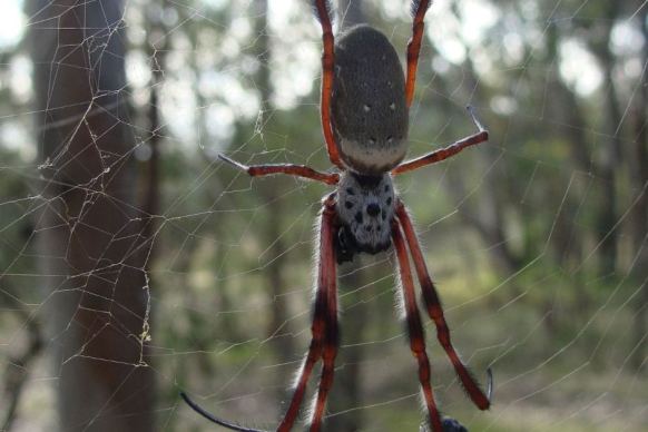 spider